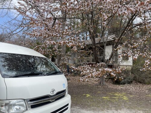🌸お花見ドライブ🌸