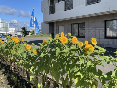 🌻🌻　向日葵　🌻🌻